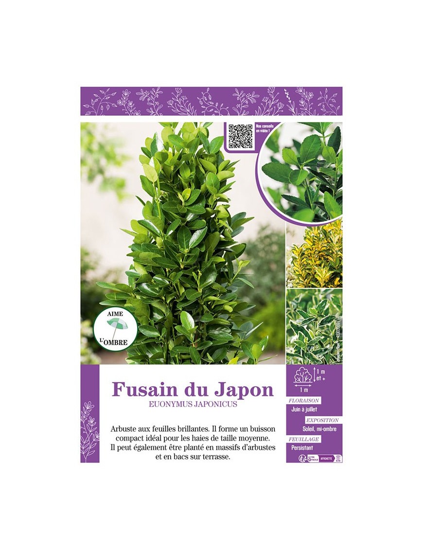 EUONYMUS JAPONICUS voir FUSAIN DU JAPON