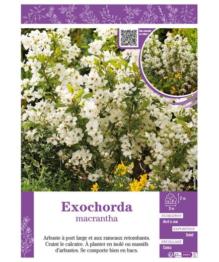 EXOCHORDA macrantha