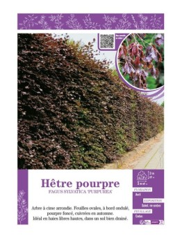 FAGUS SYLVATICA PURPUREA voir HÊTRE POURPRE