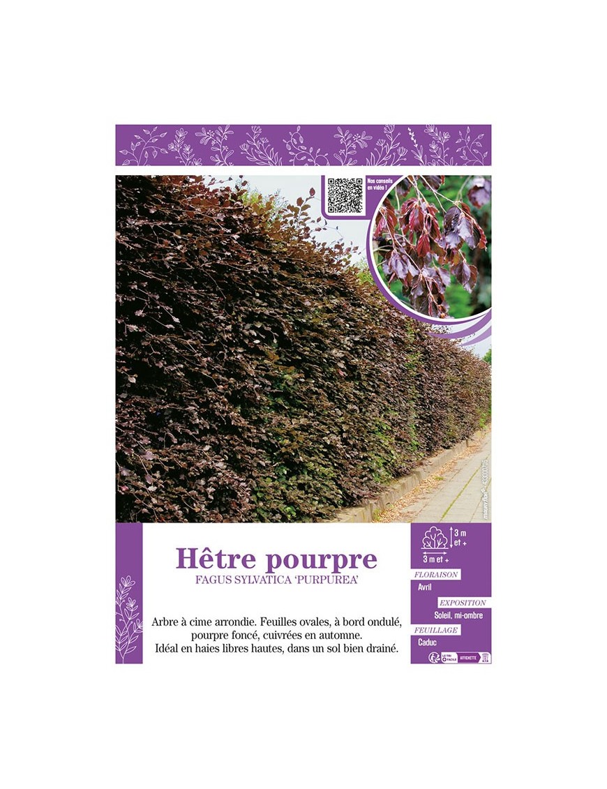 FAGUS SYLVATICA PURPUREA voir HÊTRE POURPRE