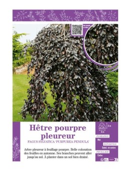 FAGUS SYLVATICA PURPUREA PENDULA voir HÊTRE POURPRE PLEUREUR