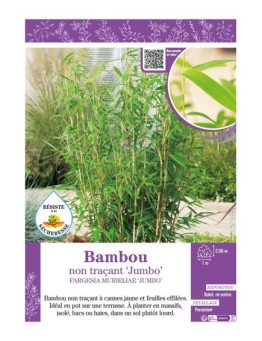 FARGESIA MURIELIAE JUMBO voir Bambou non traçant