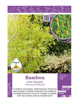 FARGESIA MURIELIAE voir Bambou non traçant
