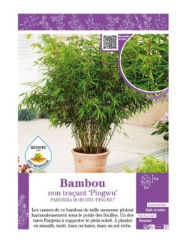 FARGESIA ROBUSTA PINGWU voir Bambou non traçant