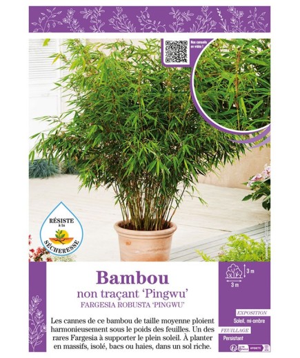 FARGESIA ROBUSTA PINGWU voir Bambou non traçant