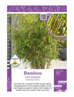 FARGESIA RUFA voir Bambou non traçant