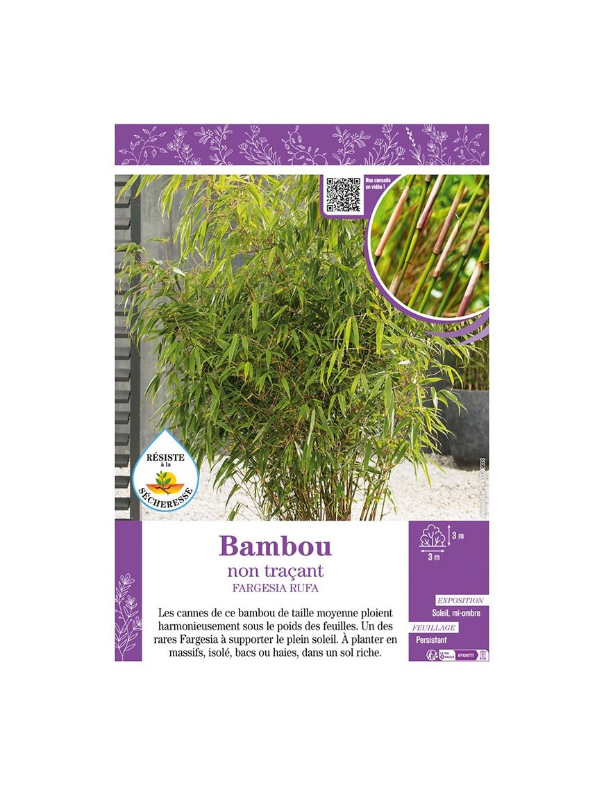FARGESIA RUFA voir Bambou non traçant
