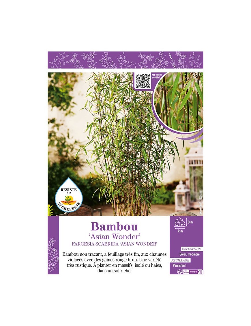 FARGESIA SCABRIDA ASIAN WONDER voir Bambou