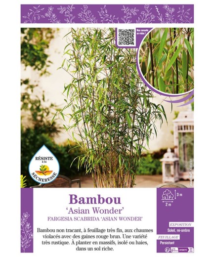 FARGESIA SCABRIDA ASIAN WONDER voir Bambou