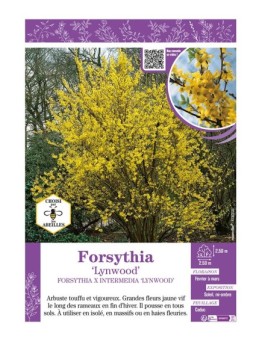 FORSYTHIA X INTERMEDIA LYNWOOD