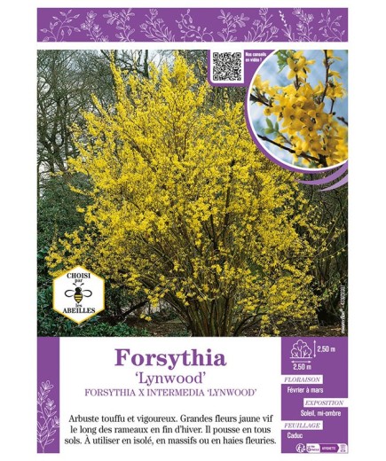FORSYTHIA X INTERMEDIA LYNWOOD