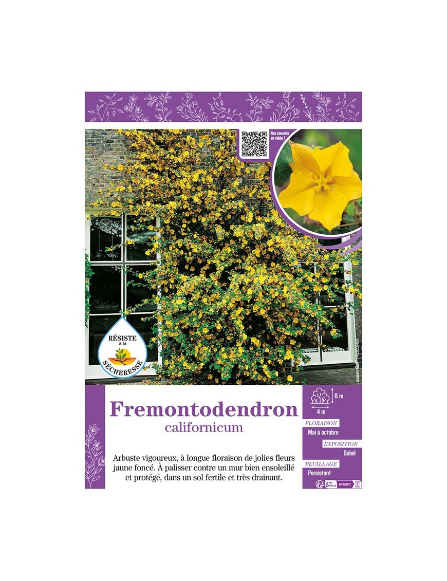 FREMONTODENDRON CALIFORNICUM