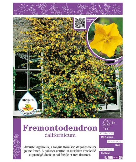 FREMONTODENDRON CALIFORNICUM