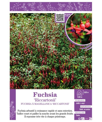 FUCHSIA RICCARTONII
