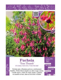 FUCHSIA TOM THUMB