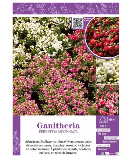 GAULTHERIA PERNETTYA MUCRONATA (varié)