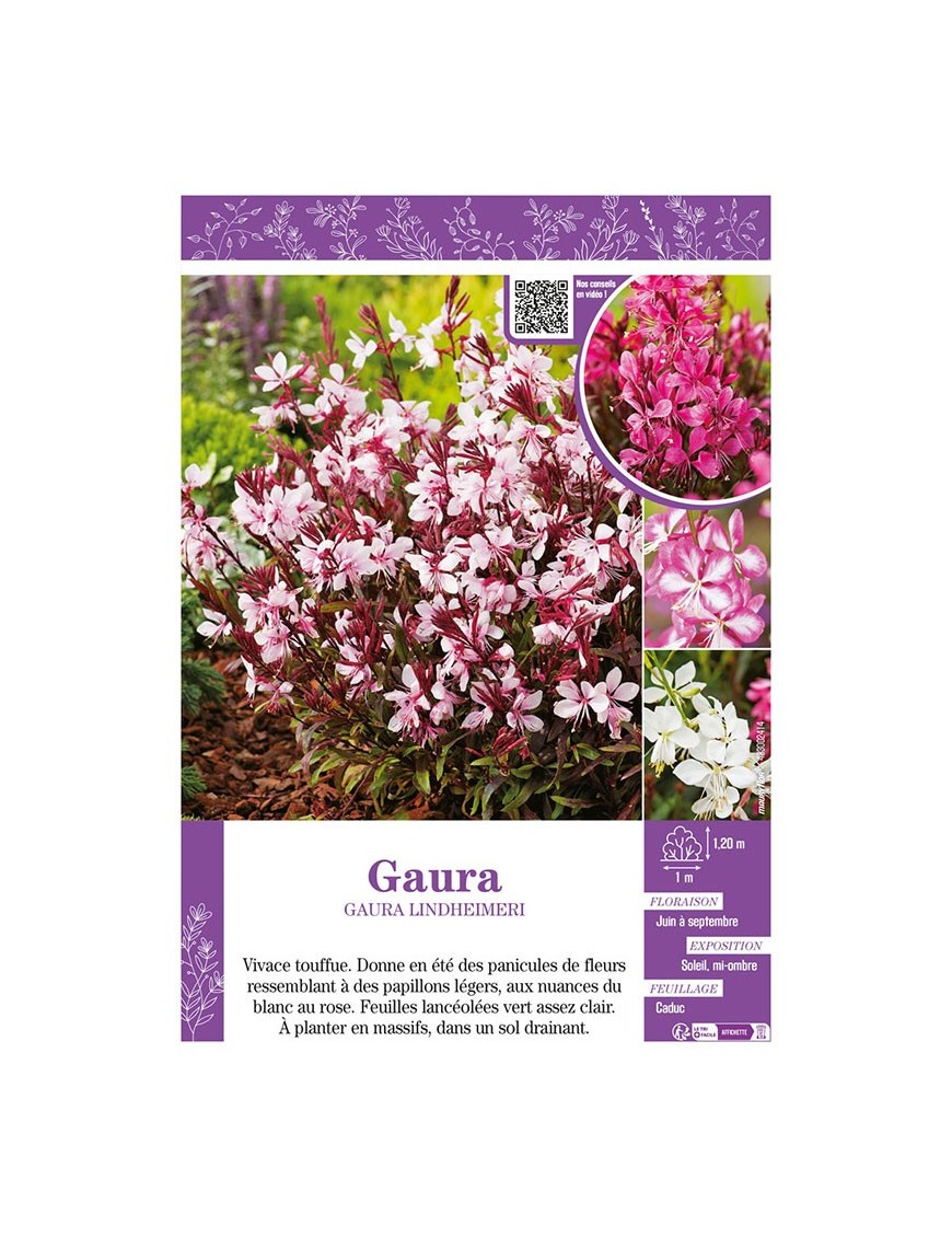 GAURA LINDHEIMERI (varié)