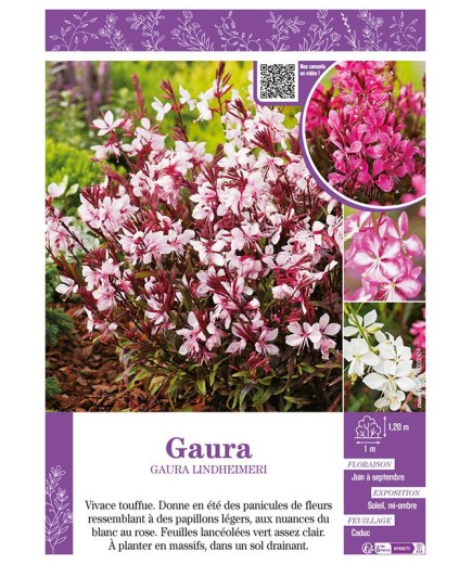 GAURA LINDHEIMERI (varié)