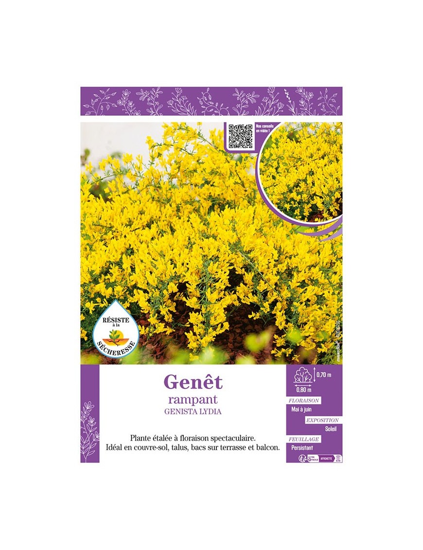 GENISTA LYDIA voir GENÊT RAMPANT