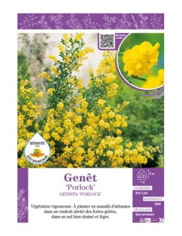 GENISTA PORLOCK voir GENÊT