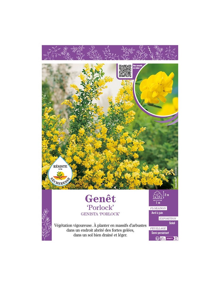 GENISTA PORLOCK voir GENÊT