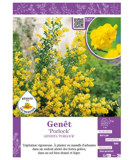 GENISTA PORLOCK voir GENÊT