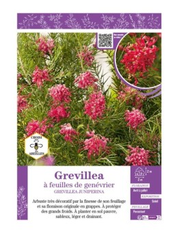 GREVILLEA JUNIPERINA à feuilles de genévrier