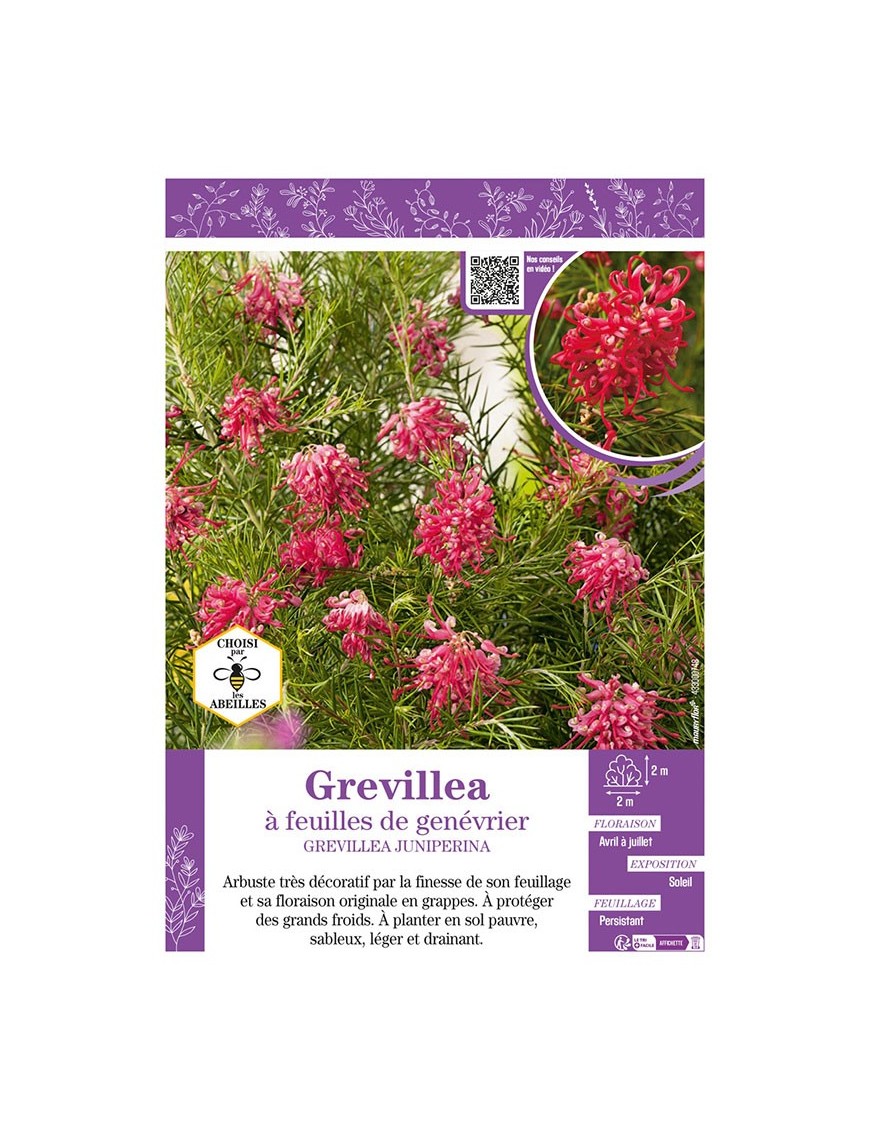 GREVILLEA JUNIPERINA à feuilles de genévrier