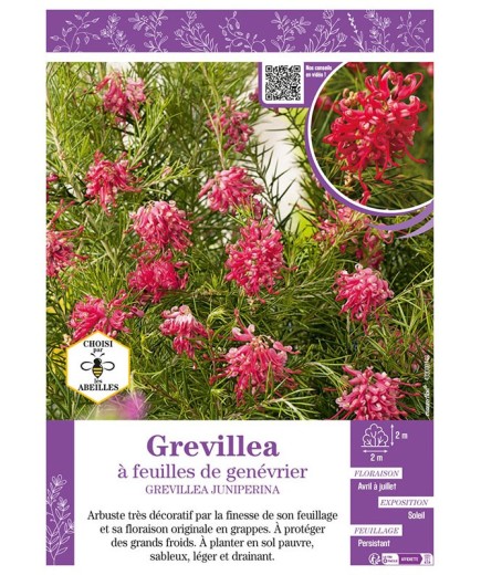 GREVILLEA JUNIPERINA à feuilles de genévrier