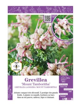 GREVILLEA LANIGERA MOUNT TAMBORITHA