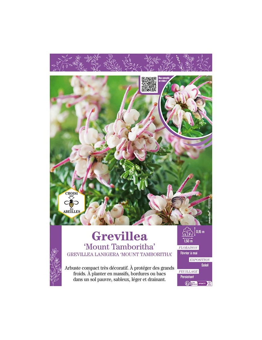 GREVILLEA LANIGERA MOUNT TAMBORITHA