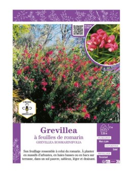 GREVILLEA ROSMARINIFOLIA voir Grevillea à feuilles de romarin