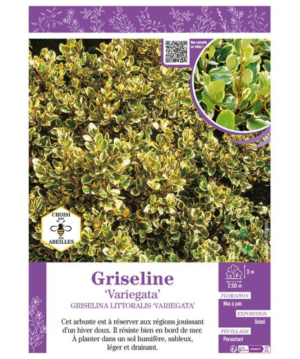 GRISELINA LITTORALIS VARIEGATA