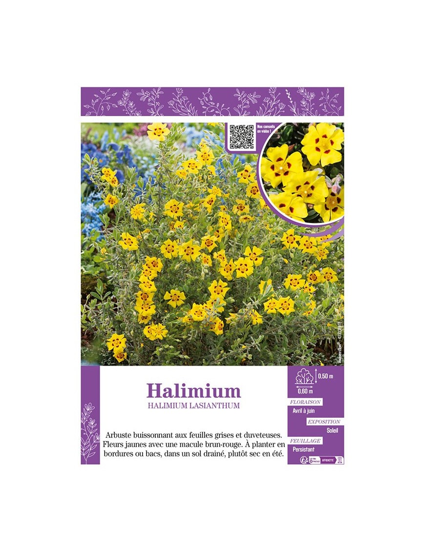 HALIMIUM LASIANTHUM
