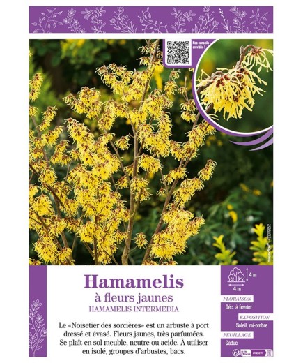 HAMAMELIS INTERMEDIA à fleurs jaunes