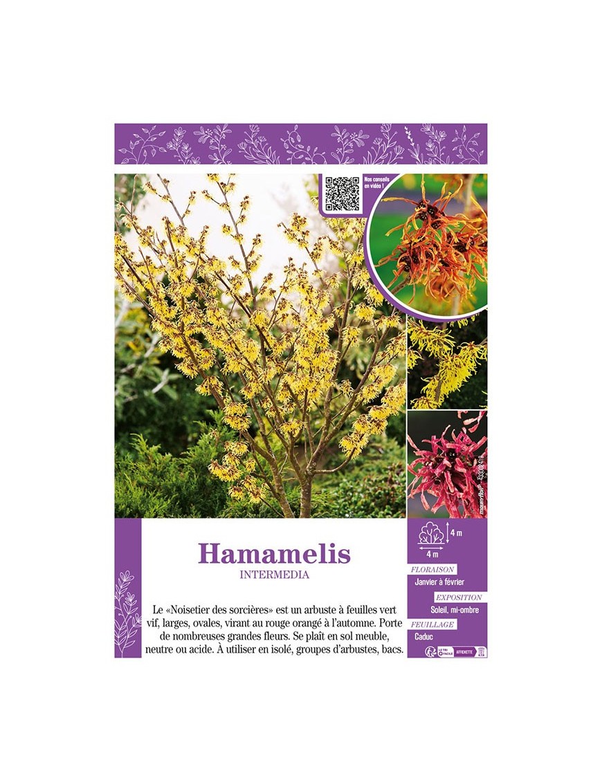 HAMAMELIS INTERMEDIA (varié) (Noisetier de Sorcière)