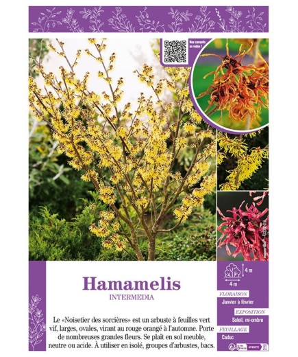 HAMAMELIS INTERMEDIA (varié) (Noisetier de Sorcière)