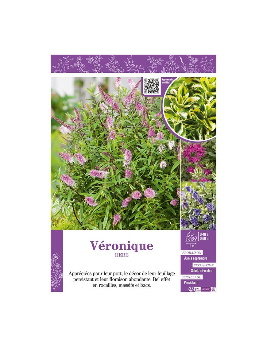 HEBE voir Véronique (varié)
