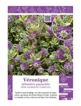 HEBE ANDERSONII ‘VARIEGATA’ voir Véronique arbustive panachée