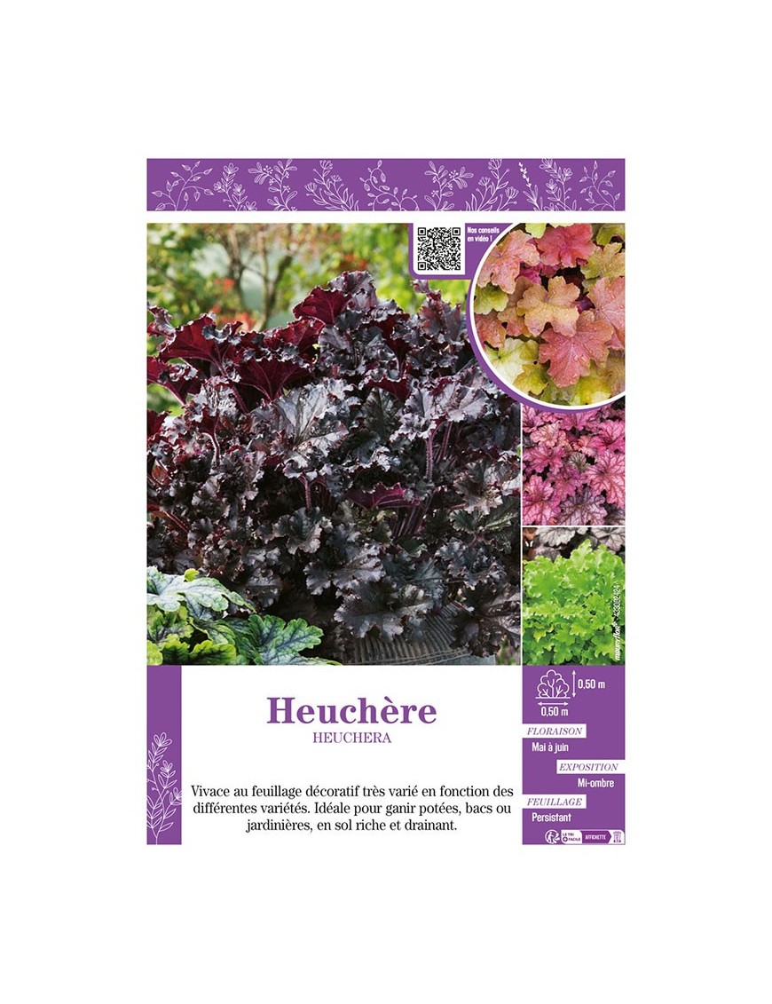 HEUCHÈRE