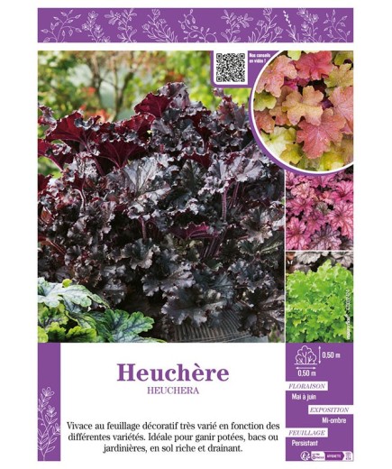 HEUCHÈRE