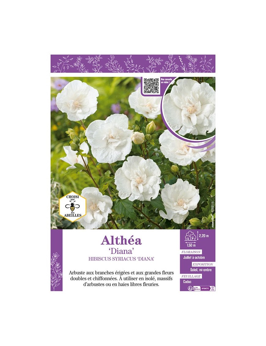 HIBISCUS SYRIACUS DIANA voir Althéa