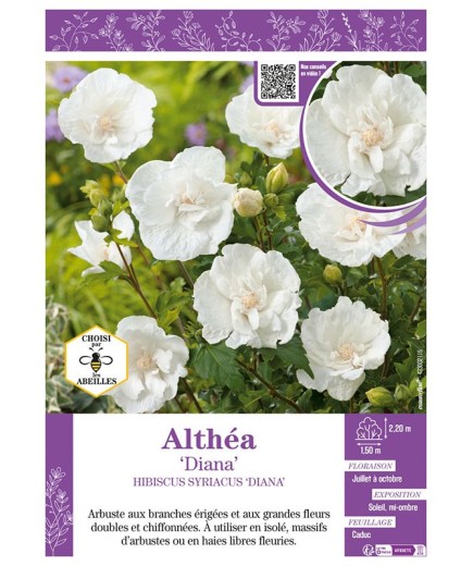 HIBISCUS SYRIACUS DIANA voir Althéa