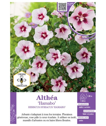 HIBISCUS SYRIACUS HAMABO voir Althéa