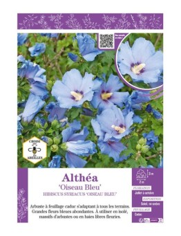 HIBISCUS SYRIACUS OISEAU BLEU voir Althéa
