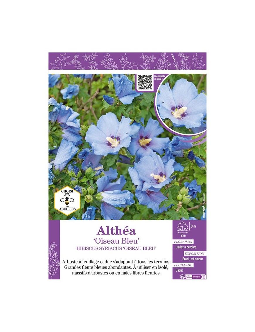 HIBISCUS SYRIACUS OISEAU BLEU voir Althéa