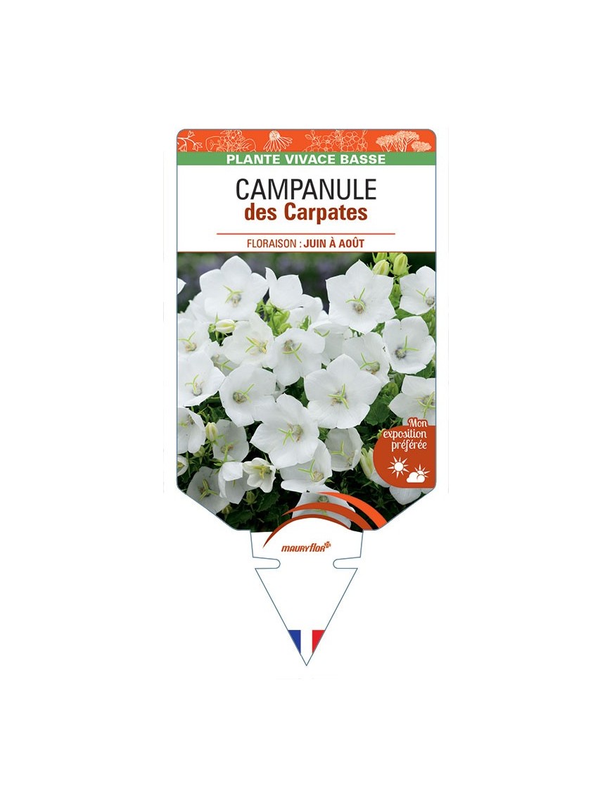 CAMPANULE DES CARPATES (blanc) *