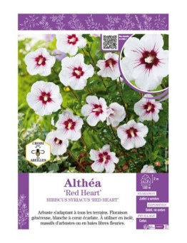 HIBISCUS SYRIACUS RED HEART voir Althéa