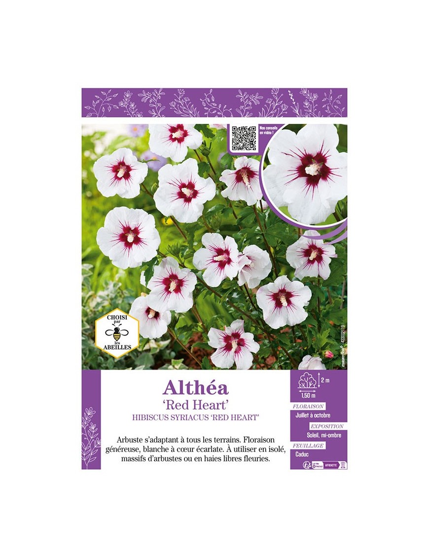 HIBISCUS SYRIACUS RED HEART voir Althéa