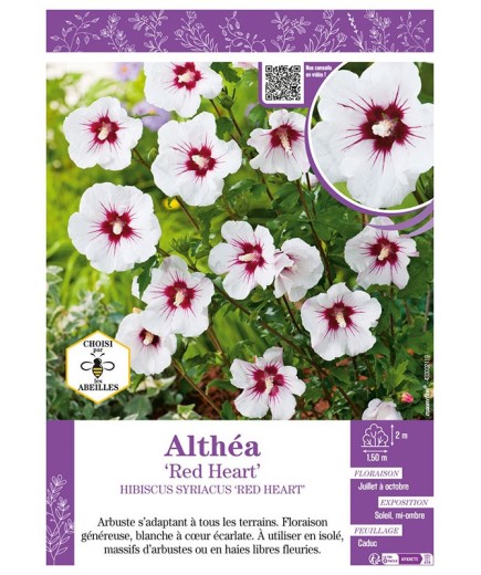 HIBISCUS SYRIACUS RED HEART voir Althéa